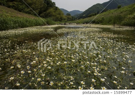 白卡莫花盛開，白卡莫殖民地，梅花藻和清澈的溪流，兵庫縣旅遊勝地，初夏鮮花 15899477