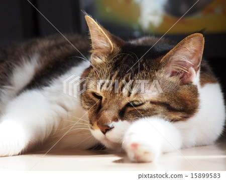 Nap cat mix 15899583