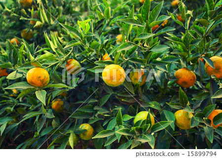 Mandarin tree background 15899794