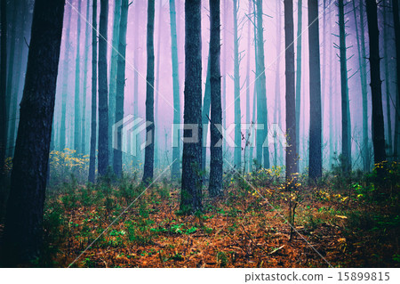 Pink mist in pine forest 15899815