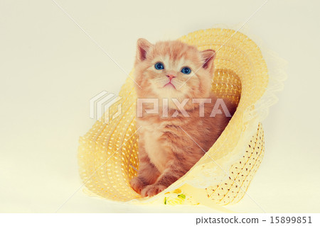 Cute kitten in straw hat Cute kitten in straw hat 15899851