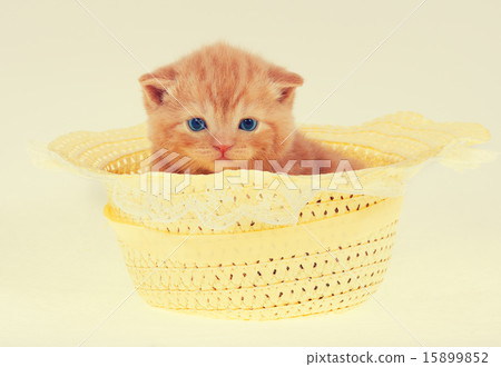 Cute kitten in straw hat Cute kitten in straw hat 15899852