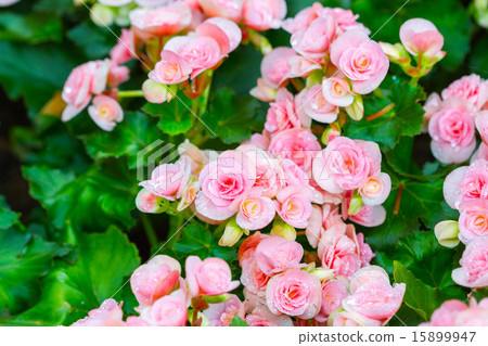 Beautiful background of flowers big begonias 15899947