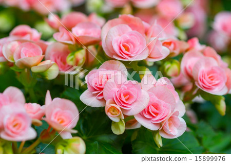 Beautiful background of flowers big begonias 15899976