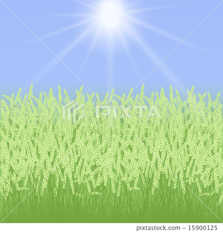 card with grass and spikelets 15900125