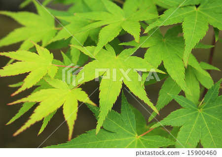 Sunlight through the fresh green 15900460