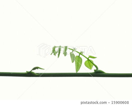 Fresh green 15900608