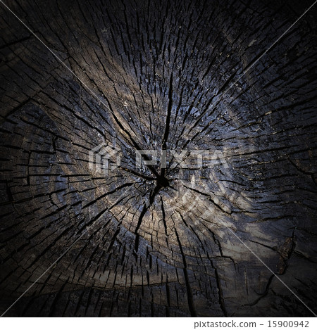 charred stump close-up as background 15900942
