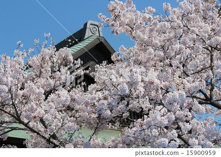 Cherry tree in full bloom Cherry tree in full bloom 15900959