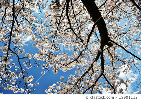 Cherry Blossoms	 15901112