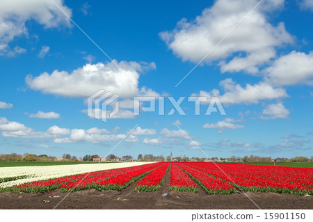 red and white tulip and blue sky 15901150