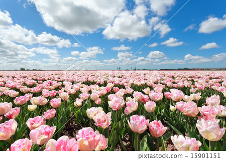 pink tulip field and blue sky 15901151