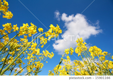 rapeseed flowers and blue sky 15901166