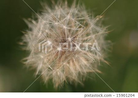 Dandelion's fluff 15901204