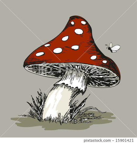 Mushroom Amanita with grass Mushroom Amanita with grass 15901421