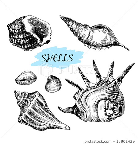 Seashells 15901429