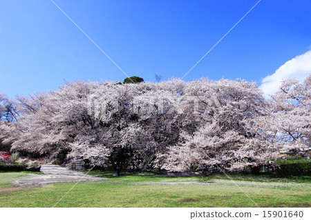 Kinutakoen的櫻花 15901640