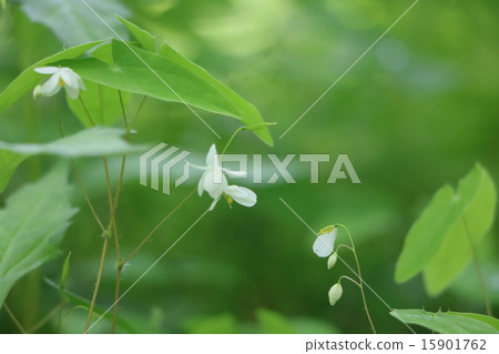 淫羊藿加倍 15901762