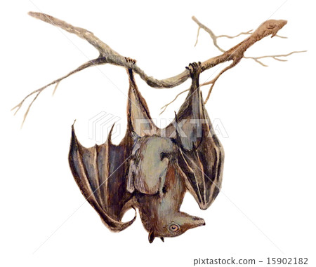 Bat - An hand painted illustration on white 15902182