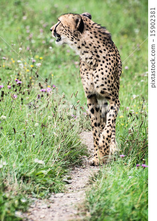 Wild Cheetah (Acinonyx jubatus) 15902381