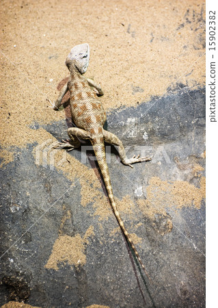 Steppe agama (Trapelus sanguinolentus) Steppe agama (Trapelus sanguinolentus) 15902382