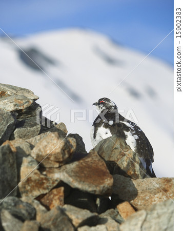 Male ginkgo wand watching territory 15902383