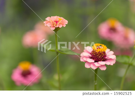 Plants hakakinissi fall 15902525