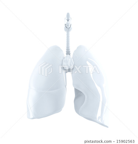Human Lungs. 3d render. Isolated, clipping path. 15902563
