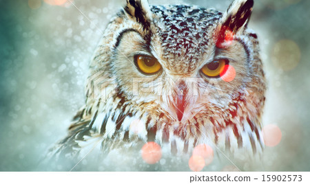 Owl close up portrait 15902573