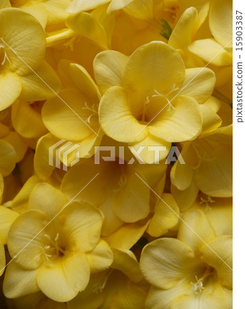 Freesia 15903387