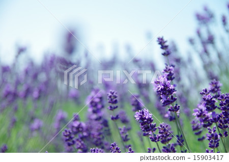 lavender 15903417