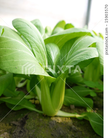 Bok-choy Bok-choy 15903570