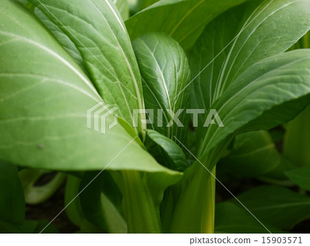Bok-choy 15903571