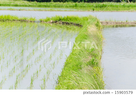 Momentary Spring Spring 15903579