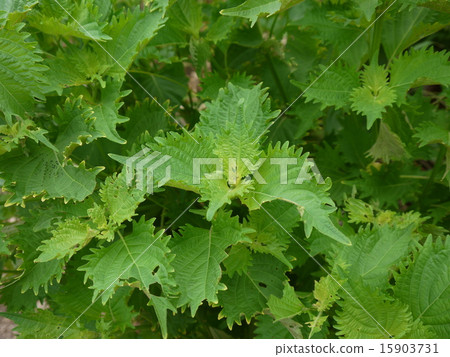 Macrophyll  15903731