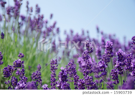 lavender 15903739