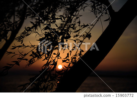 琵琶湖的信陽 15903772