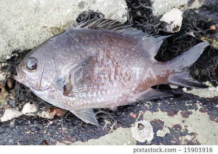 Damselfish Damselfish 15903916