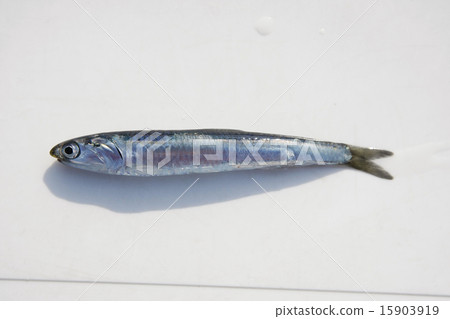 Anchovy Anchovy 15903919