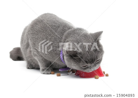 gray cat eating food isolated on white background 15904893