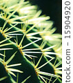 仙人掌 15904920