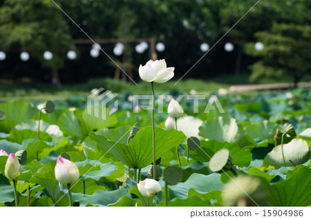 Lotus in Nagai Park 15904986