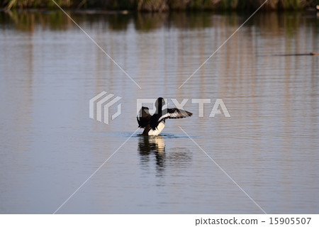 Flying flapping 004 15905507