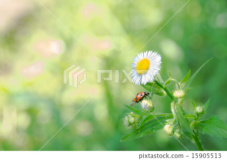 Himeyeon and ladybird 15905513