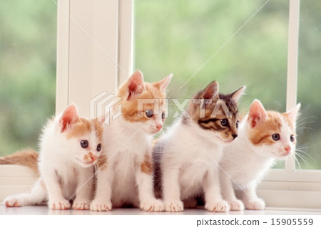 Cute kittens Cute kittens 15905559