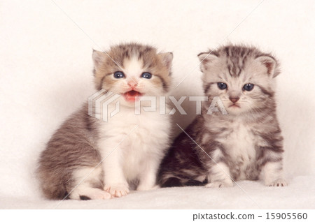 Cute kittens 15905560