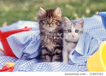 Cute kittens 15905561