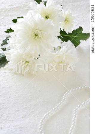 White chrysanthemum and beaded white background White chrysanthemum and beaded white background 15905681