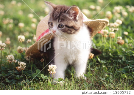 Cute kittens Cute kittens 15905752