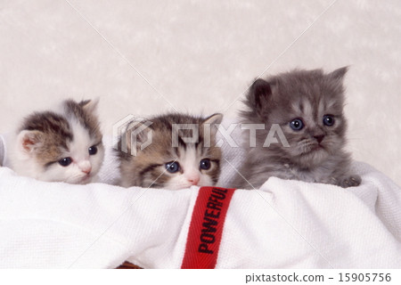 Cute kittens 15905756